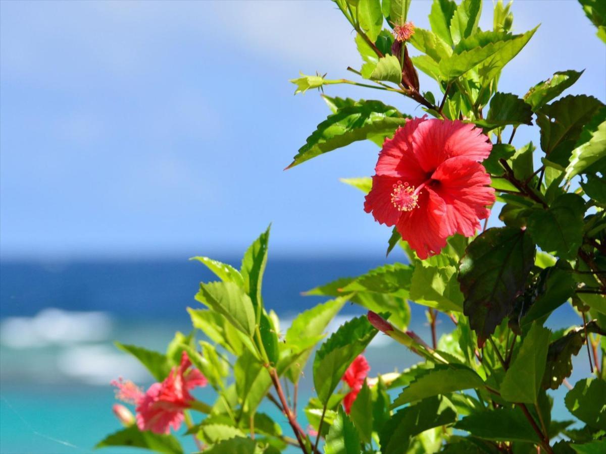 Allamanda Imgya Coral Village Miyako-jima Luaran gambar