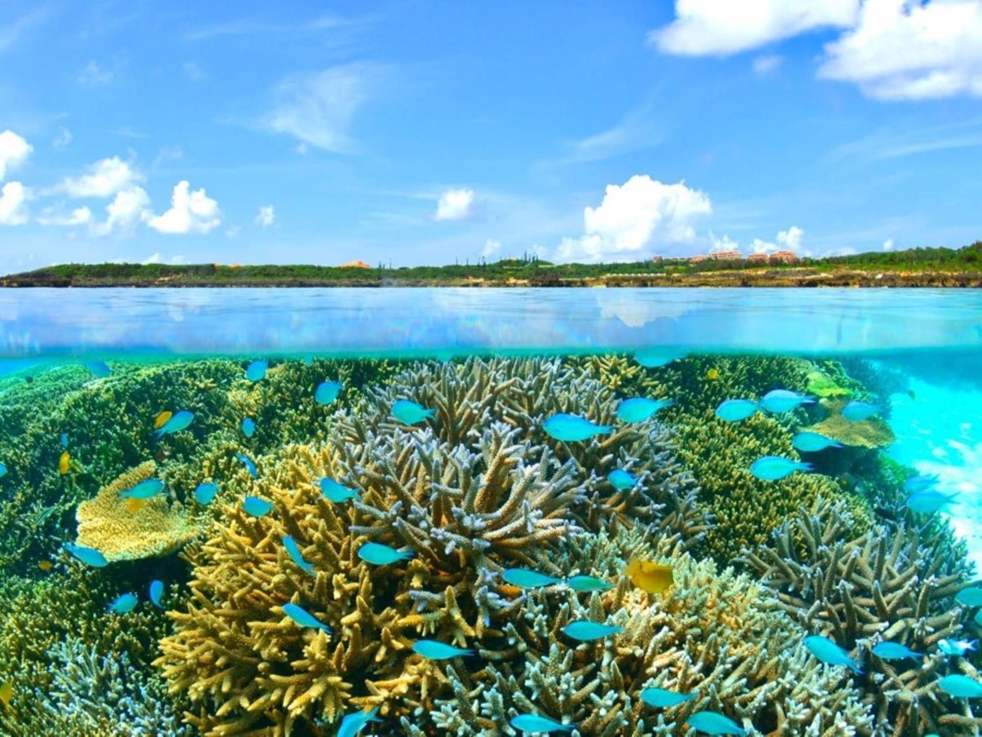 Allamanda Imgya Coral Village Miyako-jima Luaran gambar